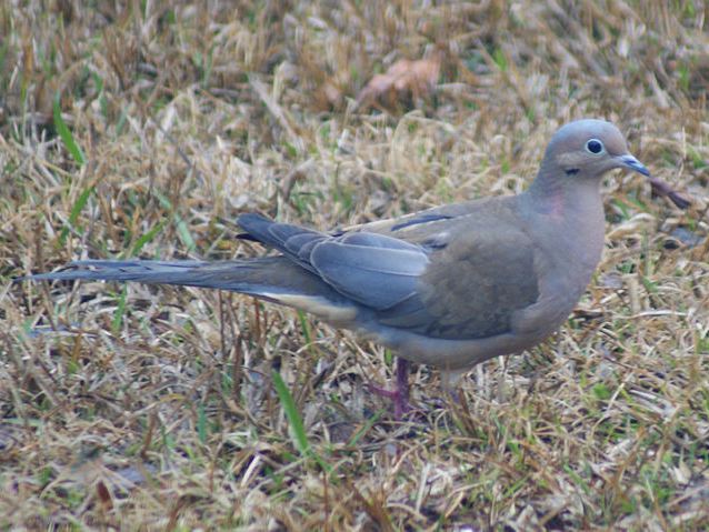 Mourning Dove